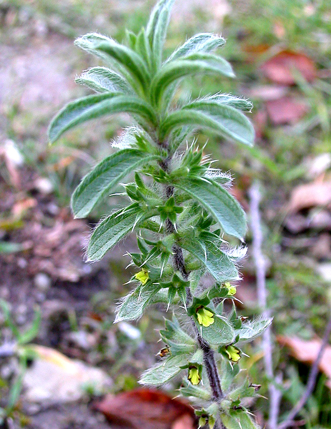 Image of Sideritis montana specimen.