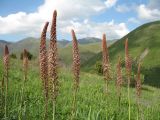 Eremurus regelii. Соцветия. Южный Казахстан, Зап. Тянь-Шань, запов. Аксу-Жабаглы, ур. Улькен-Каинды. 30 мая 2012 г.