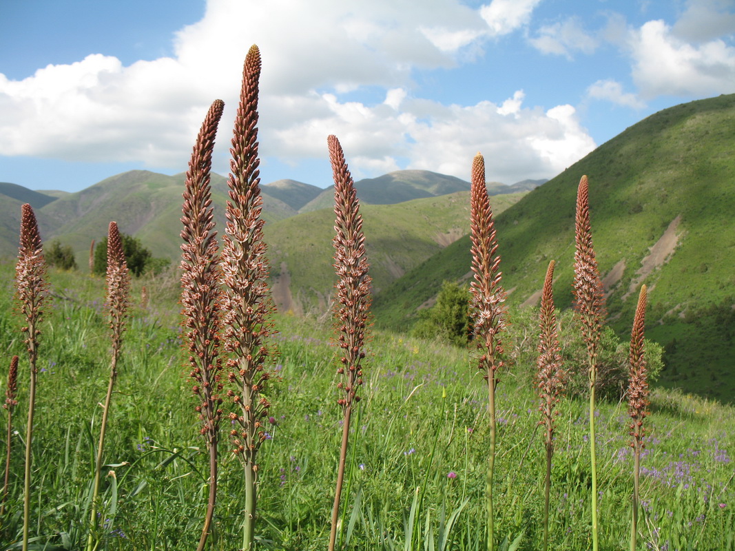 Изображение особи Eremurus regelii.