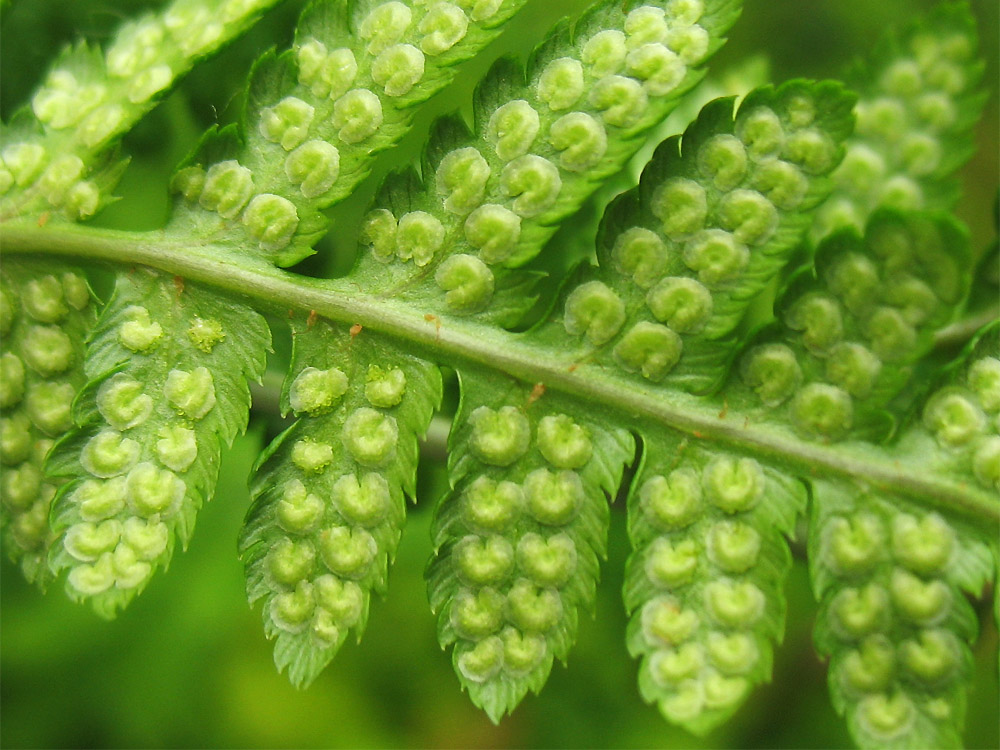 Изображение особи Dryopteris cristata.