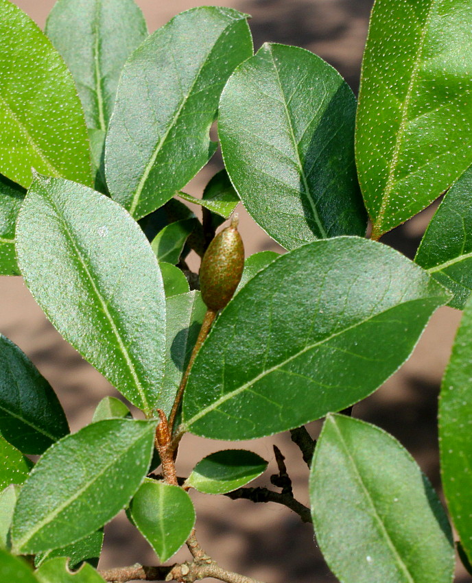 Image of Elaeagnus multiflora specimen.