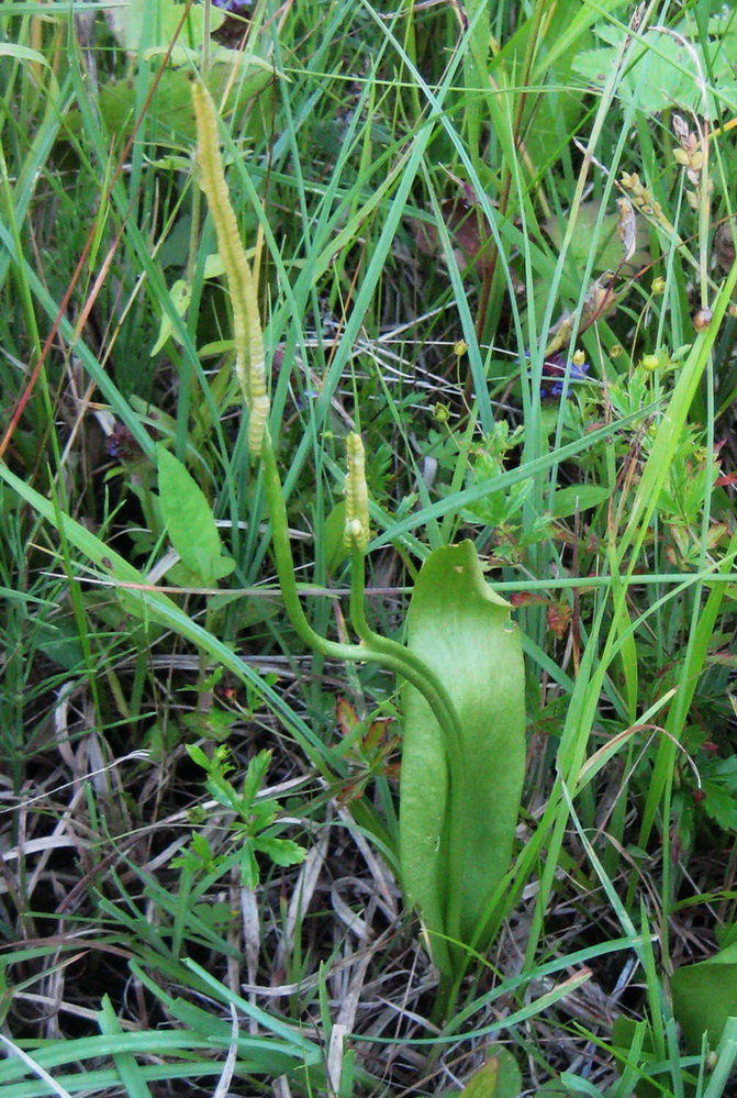 Изображение особи Ophioglossum vulgatum.