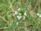 Euphrasia fennica