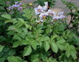 Solanum tuberosum. Верхняя часть цветущего растения. Германия, г. Дюссельдорф, Ботанический сад университета. 03.07.2014.