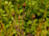 Centaurea scabiosa. Верхушки побегов с сухими соплодиями. Нижегородская область, левый берег р. Сура, поляна возле оз. Холодное. 05.09.2014.
