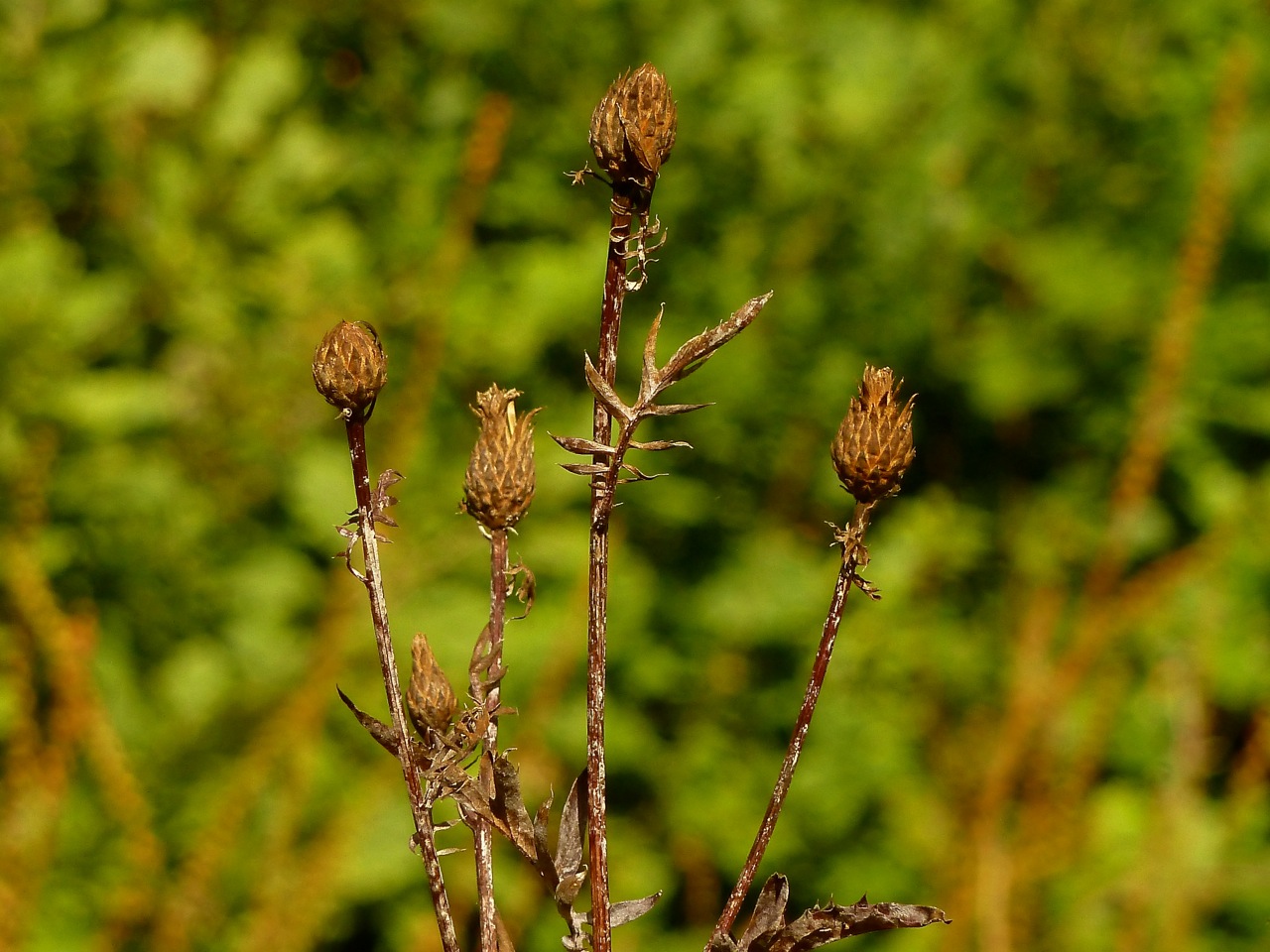 Изображение особи Centaurea scabiosa.