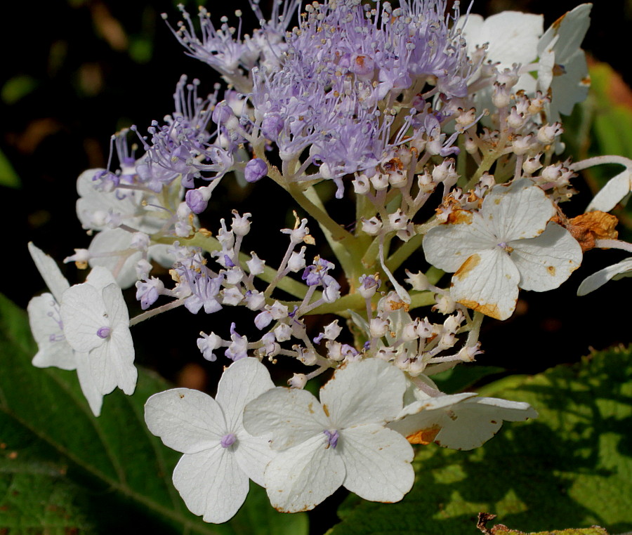 Image of Hydrangea involucrata specimen.