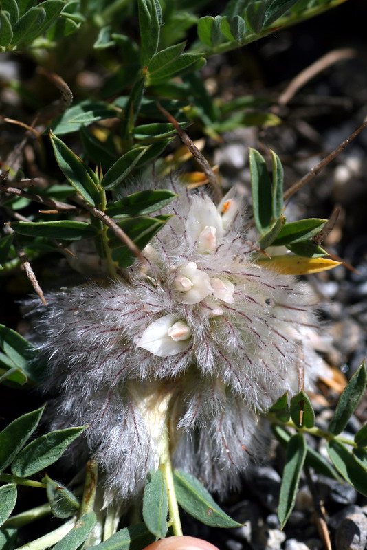 Изображение особи Astragalus pterocephalus.
