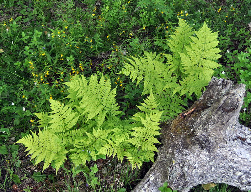 Изображение особи Dryopteris expansa.