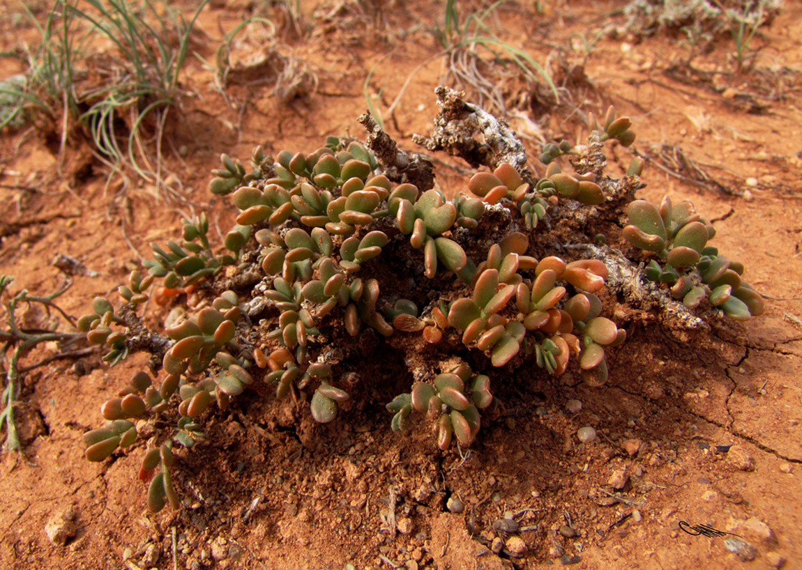 Изображение особи Zygophyllum pinnatum.