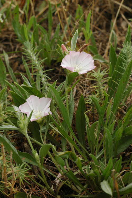 Image of Convolvulus lineatus specimen.