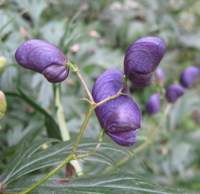 Image of Aconitum × stoerkianum specimen.