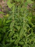 Teucrium scordium