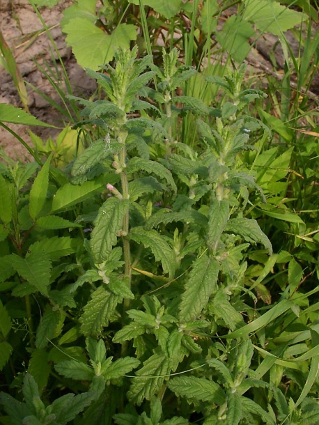 Изображение особи Teucrium scordium.