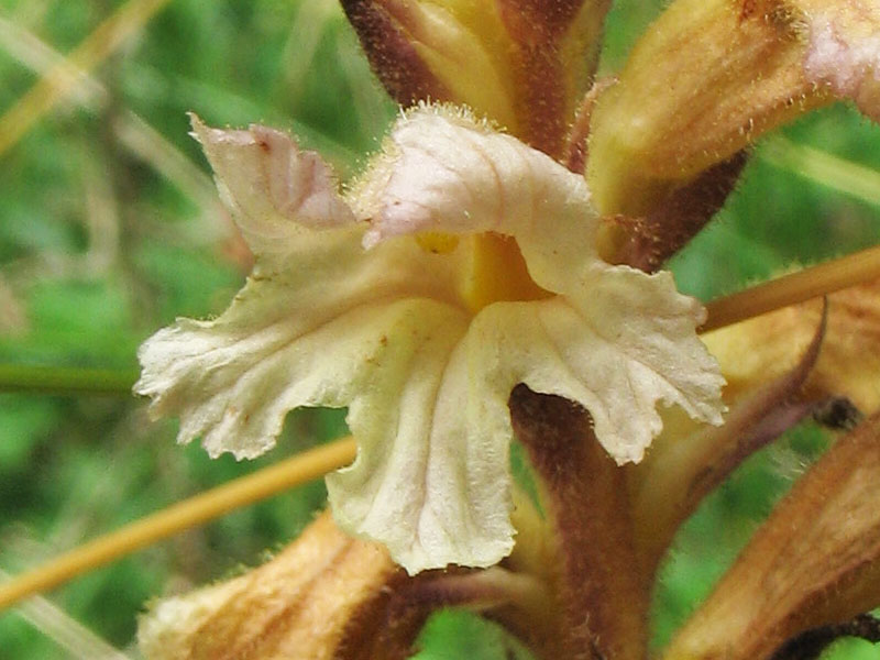 Изображение особи Orobanche lutea.