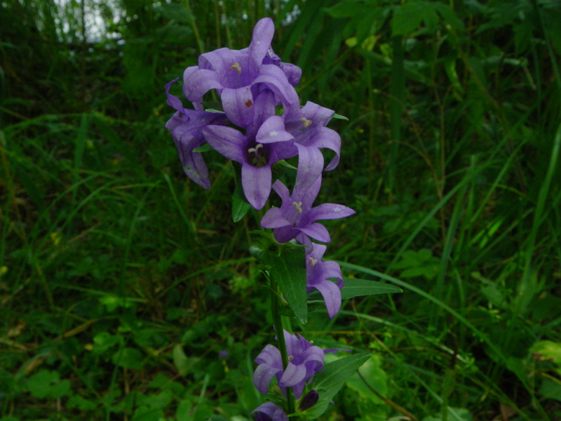 Image of Campanula glomerata specimen.