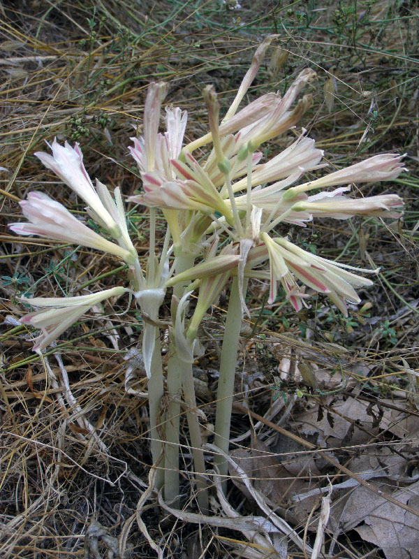 Изображение особи Ungernia tadshikorum.