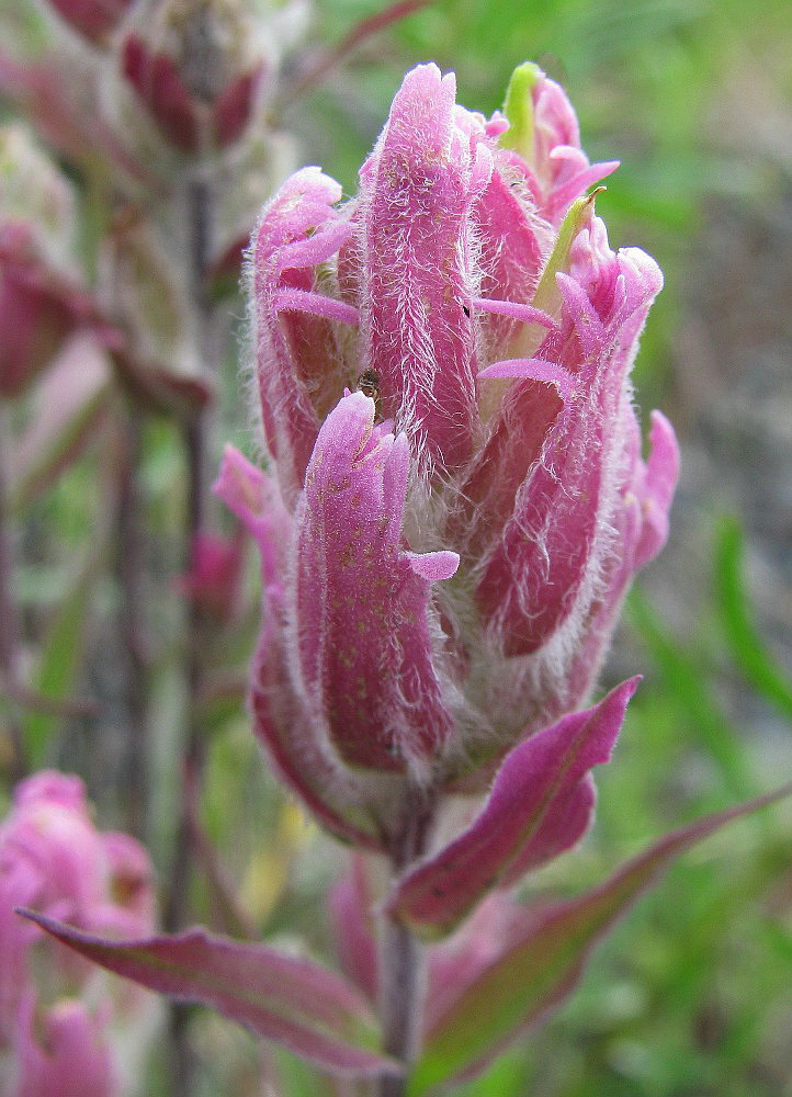 Image of Castilleja rubra specimen.