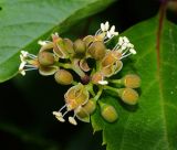 Parthenocissus quinquefolia. Соцветие. Московская обл., Раменский р-н, окр. дер. Хрипань, дачный участок. 17.07.2009.