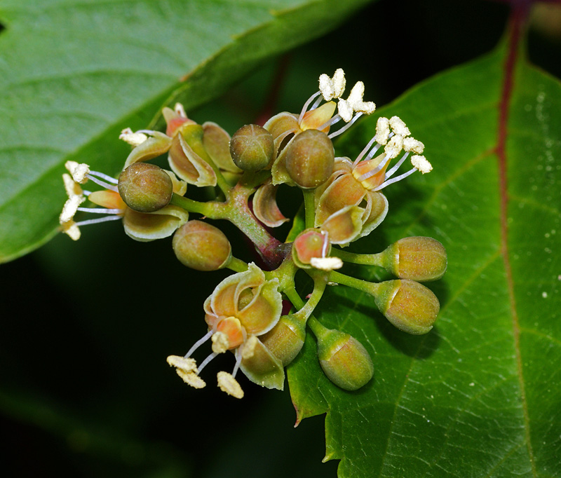 Изображение особи Parthenocissus quinquefolia.