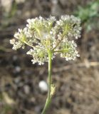 Pimpinella tragium