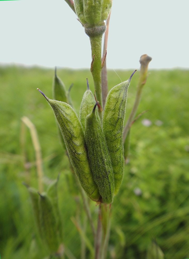 Изображение особи Delphinium cheilanthum.