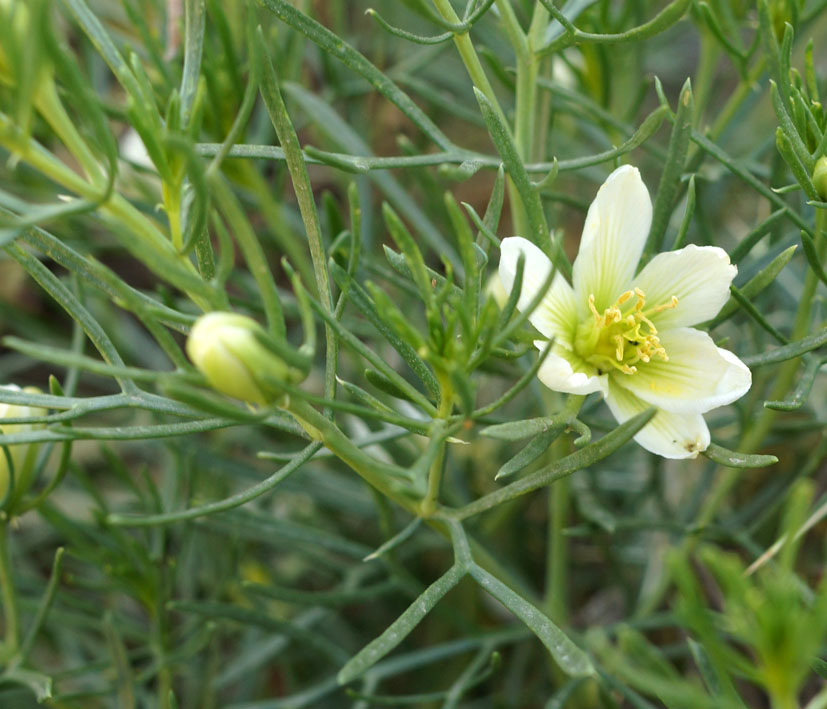 Image of Peganum harmala specimen.