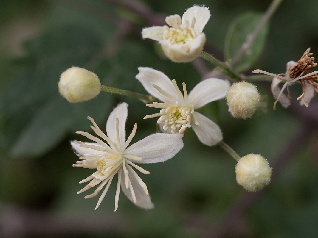 Image of Clematis vitalba specimen.