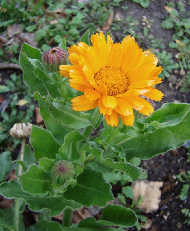 Image of Calendula officinalis specimen.