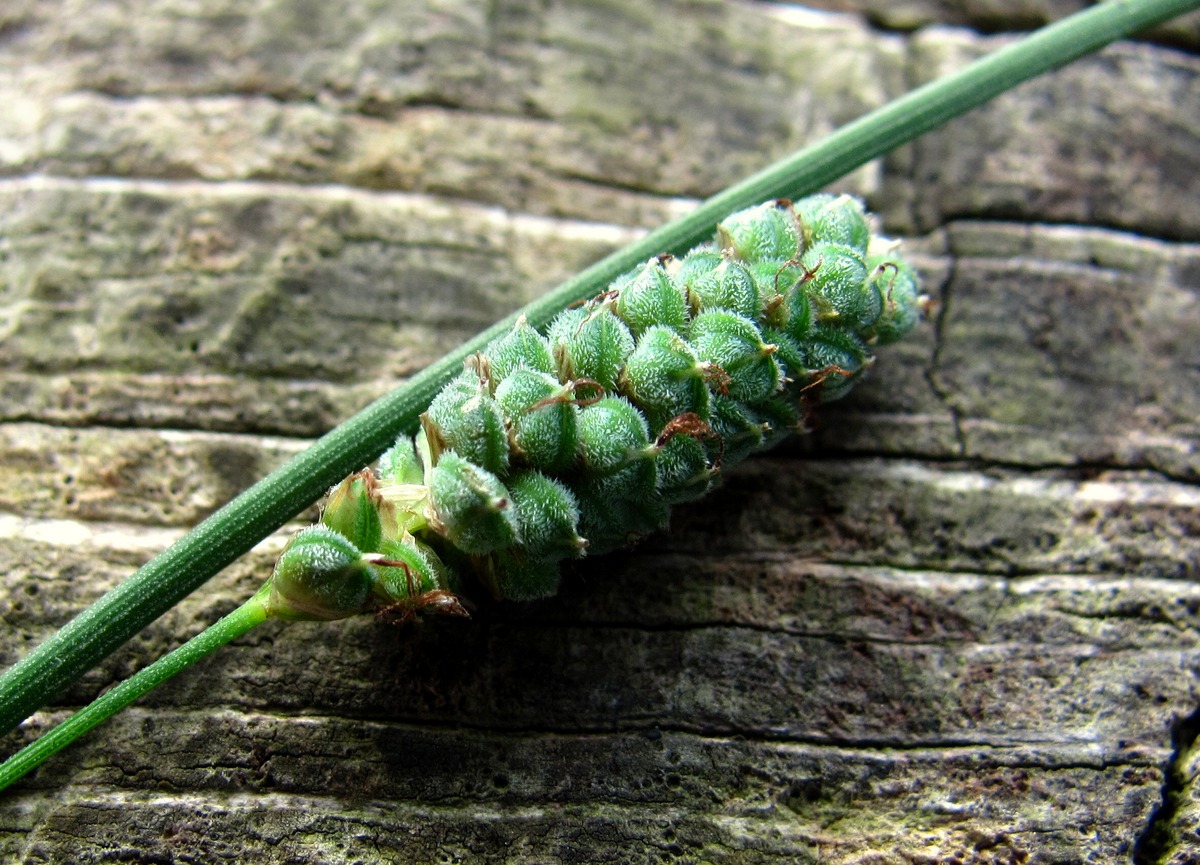 Image of Carex grioletii specimen.