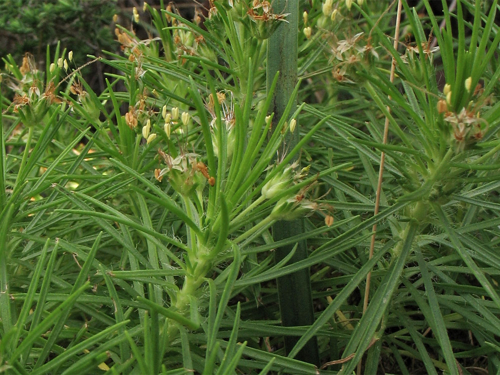 Image of Plantago arborescens specimen.