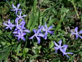 Vinca herbacea