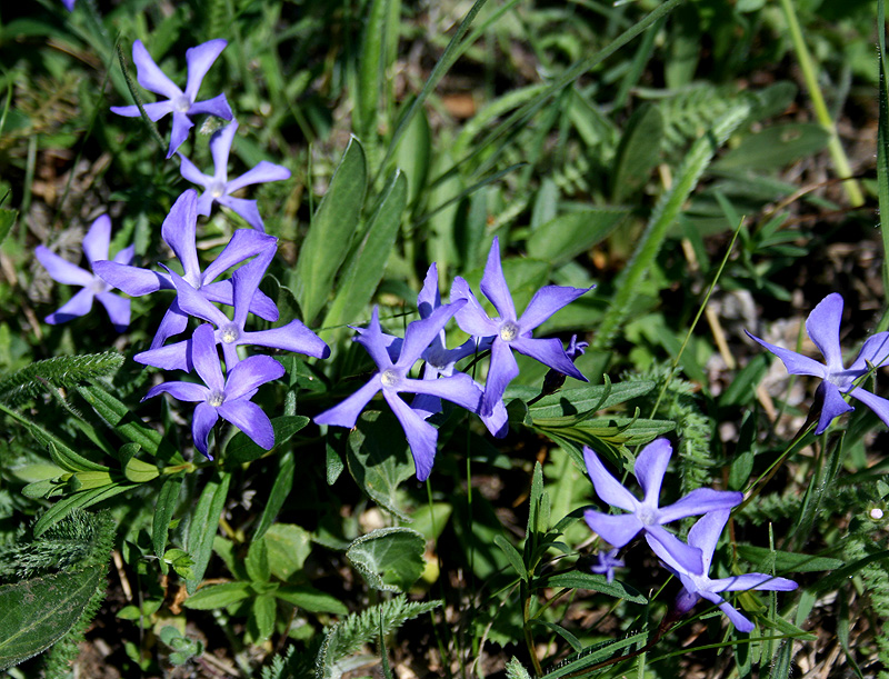 Изображение особи Vinca herbacea.