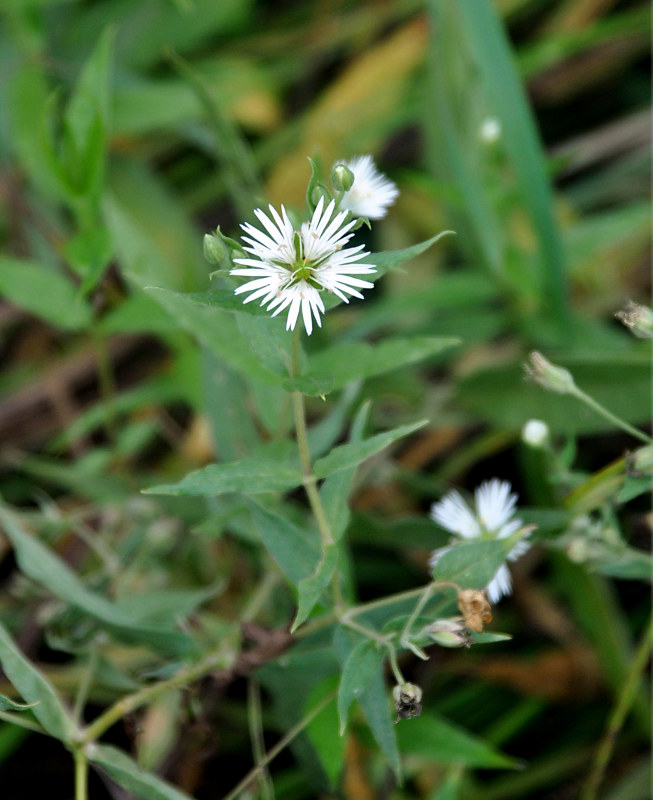 Изображение особи Fimbripetalum radians.