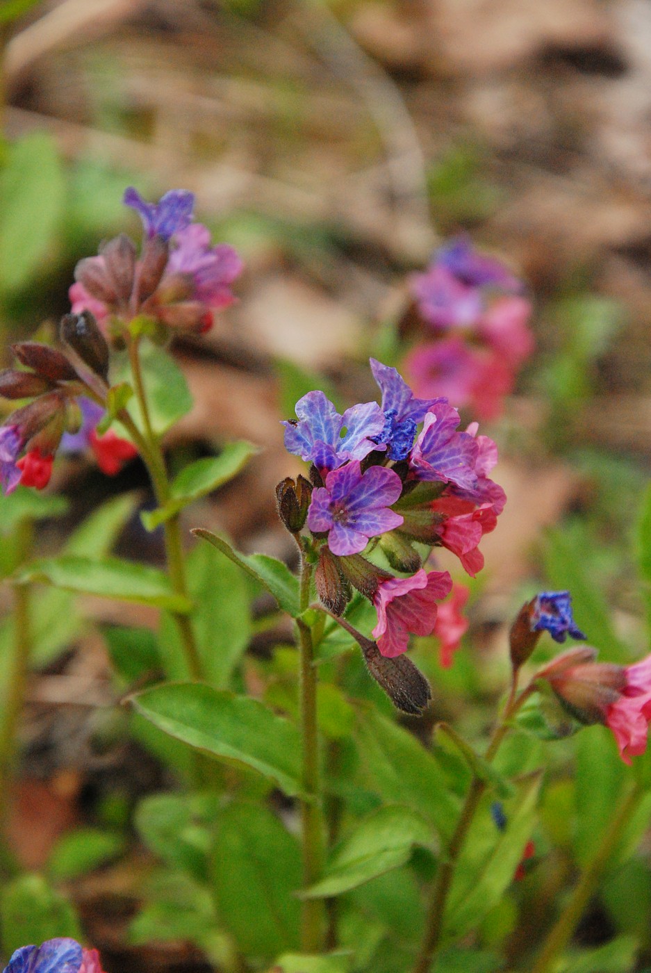 Image of Pulmonaria obscura specimen.