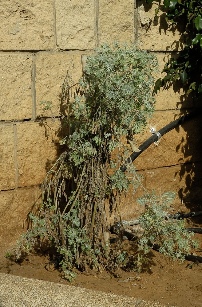 Изображение особи Artemisia arborescens.