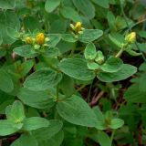 Hypericum maculatum