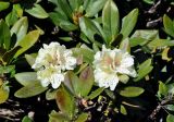 Rhododendron caucasicum. Верхушки побегов с соцветиями. Карачаево-Черкесия, окр. пос. Архыз, долина р. София, субальпийский луг (выс. около 2000 м н.у.м.). 18.06.2015.