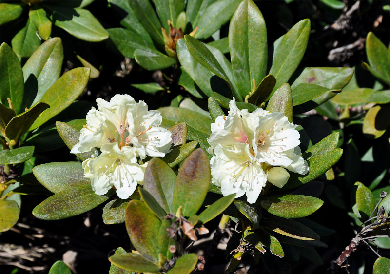 Image of Rhododendron caucasicum specimen.