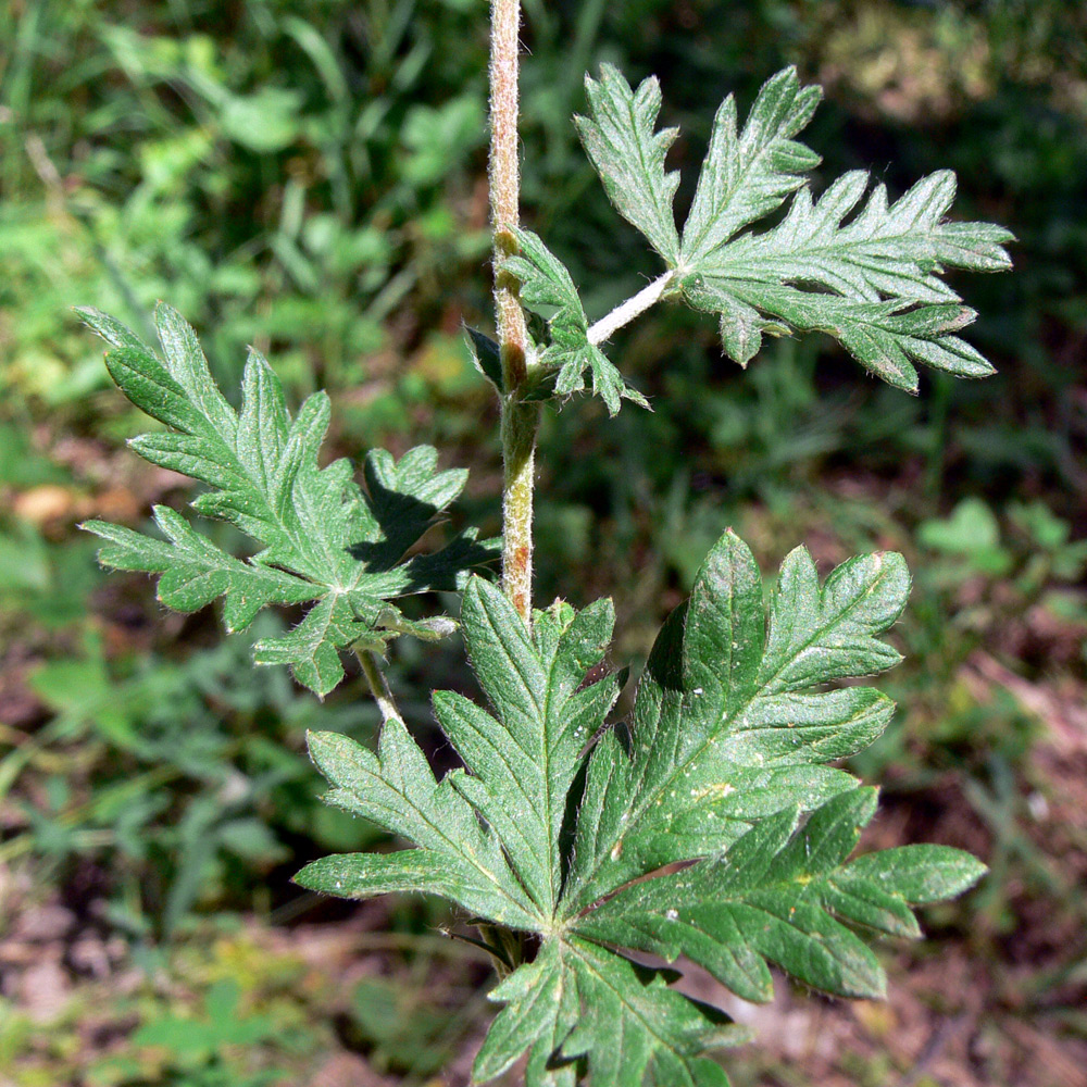 Изображение особи Potentilla argentea.