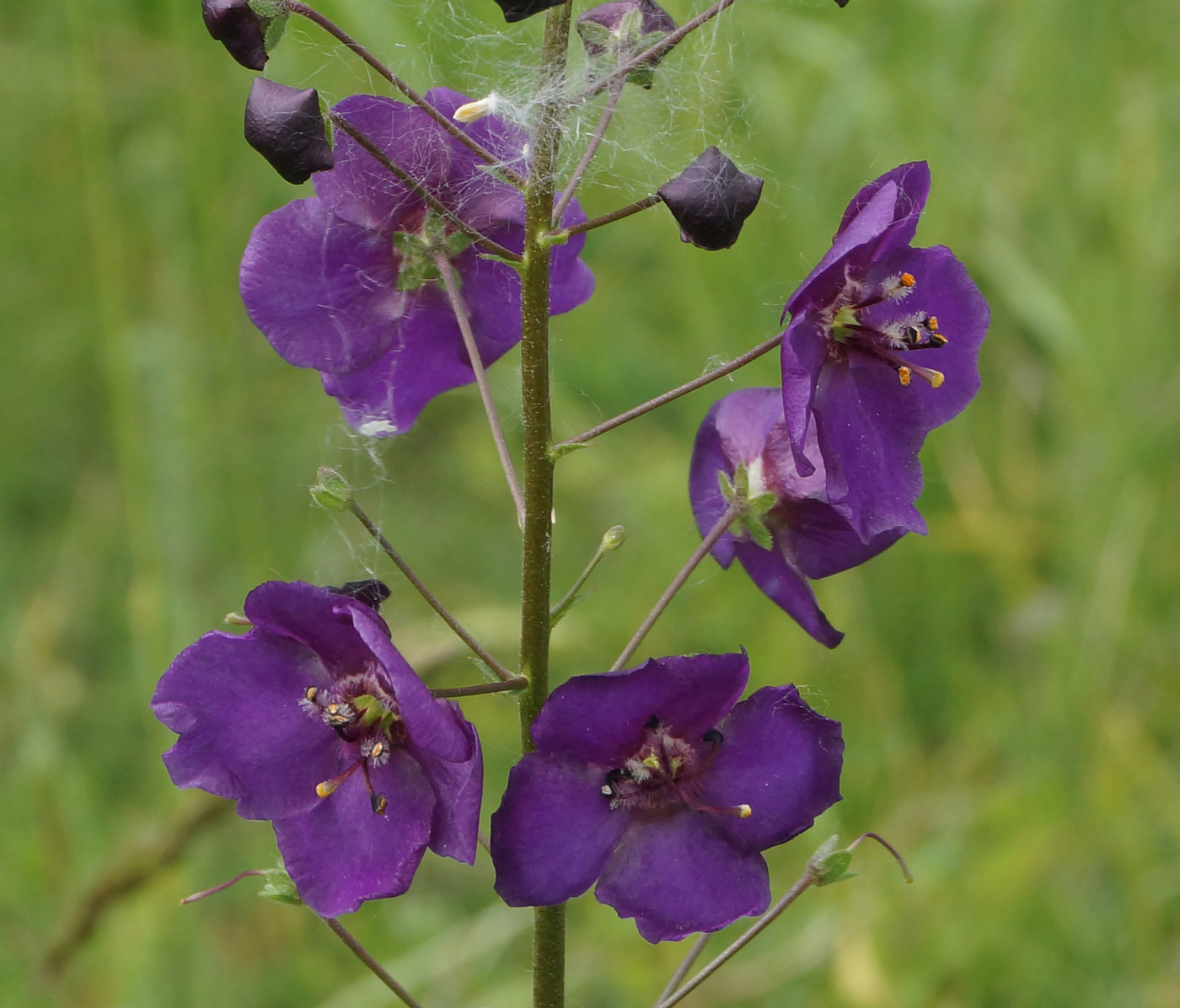 Image of Verbascum phoeniceum specimen.