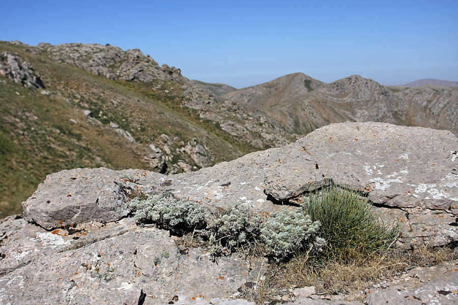 Image of Artemisia rutifolia specimen.