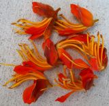 Image of taxon representative. Author is Максим Шевченко