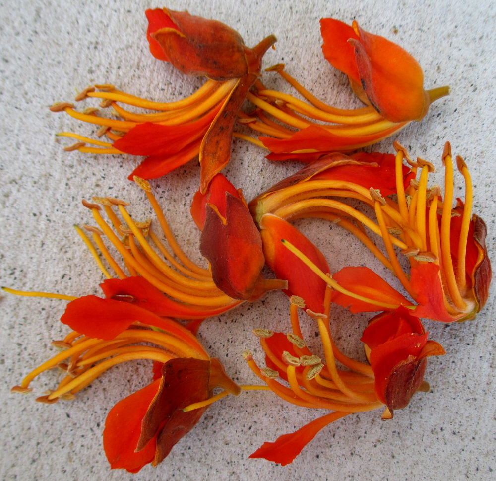 Image of Colvillea racemosa specimen.