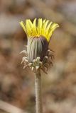 Taraxacum turcomanicum. Распускающееся соцветие. Южный Казахстан, горы Алатау (Даубаба), Восточное ущелье. 11.08.2014.