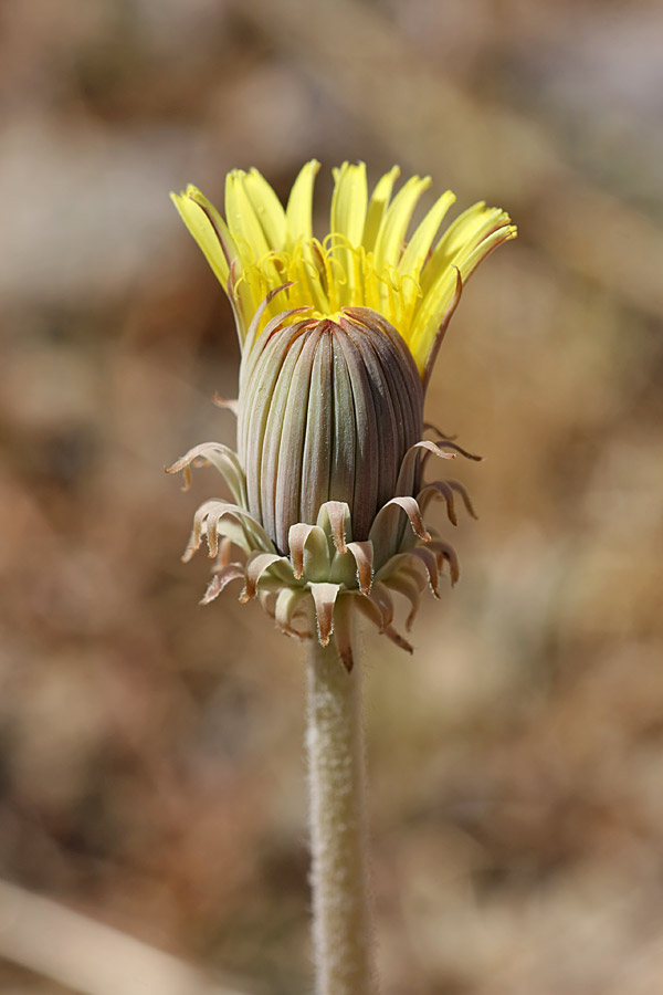 Image of Taraxacum turcomanicum specimen.