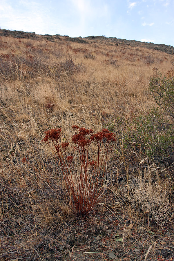 Image of Hypericum scabrum specimen.