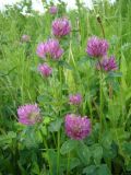 Trifolium pratense. Побеги с соцветиями. Республика Мордовия, Ичалковский р-н, окр. с. Дубровское, залежь. 31 мая 2013 г.