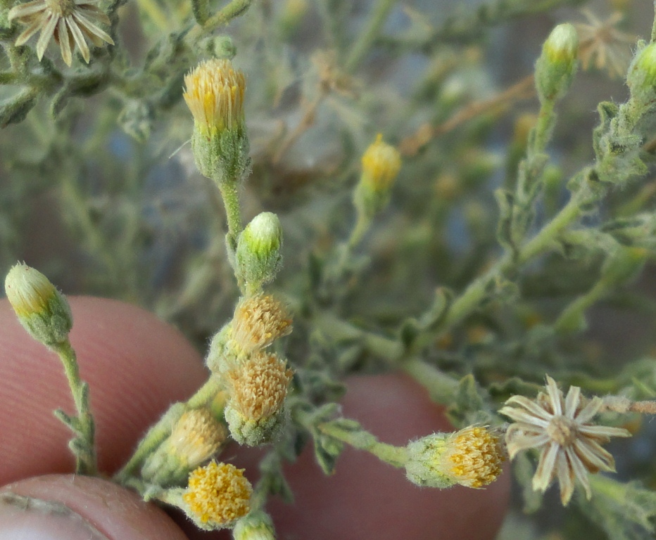 Image of Pulicaria gnaphalodes specimen.