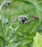 Cynoglossum officinale